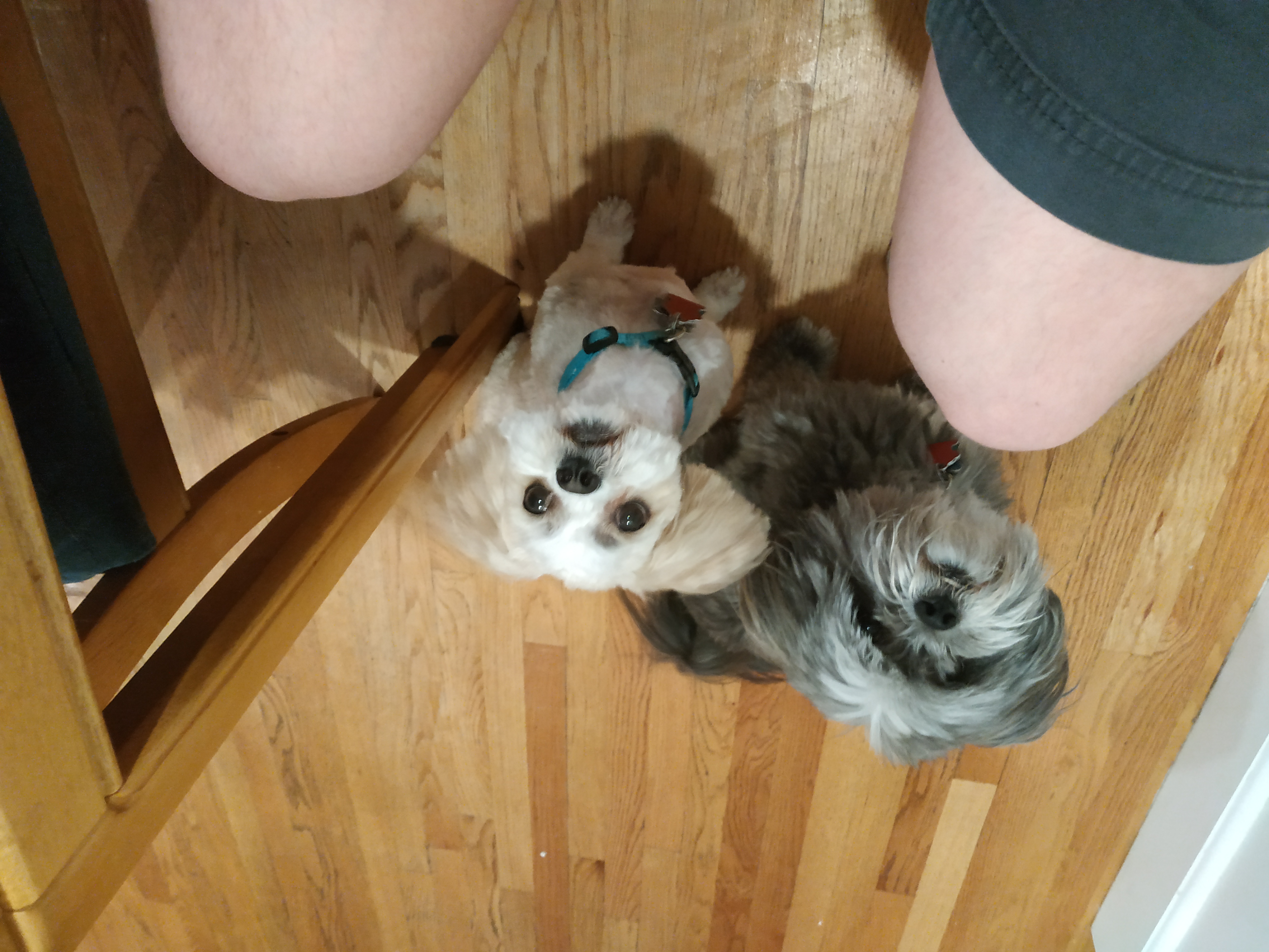 My two cute dogs, Moose (left; ungroomed, wisened, bearded master of the dark arts) and her sister Willow (right; groomed apprentice of the dark arts)
